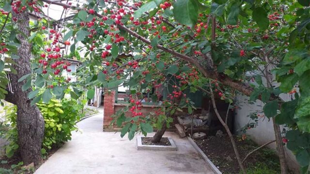 apartman-lidija-12