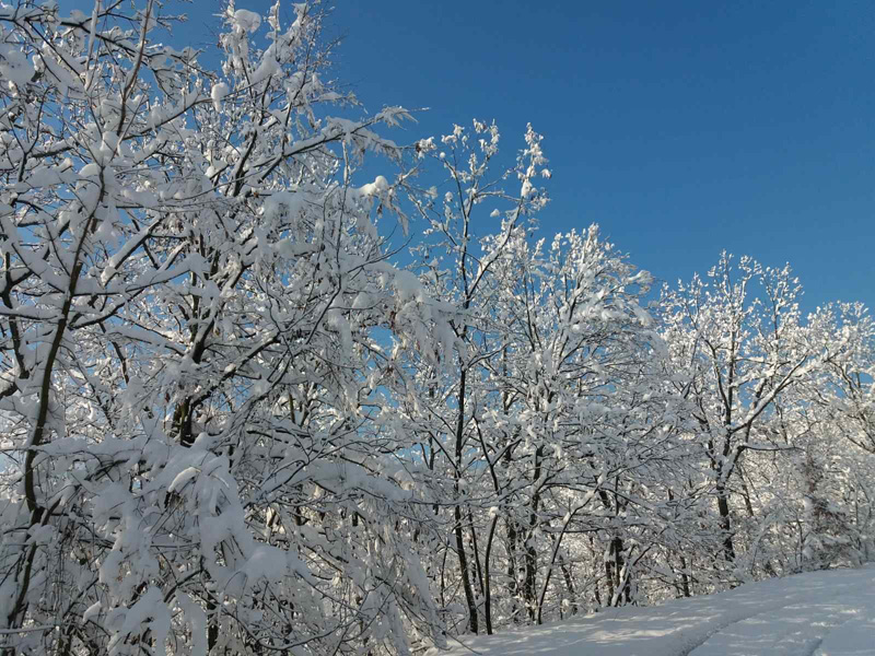 oko-jastrepca-06