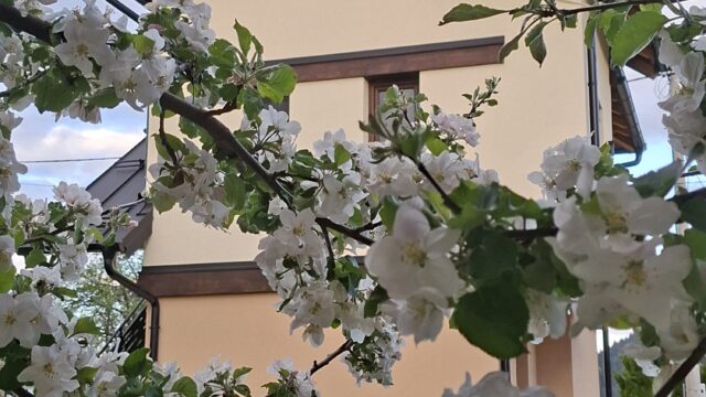 IMG-20260512-WA0012